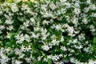3x oder 6x Toskanischer Sternjasmin mit weißen Blüten - Second Medium