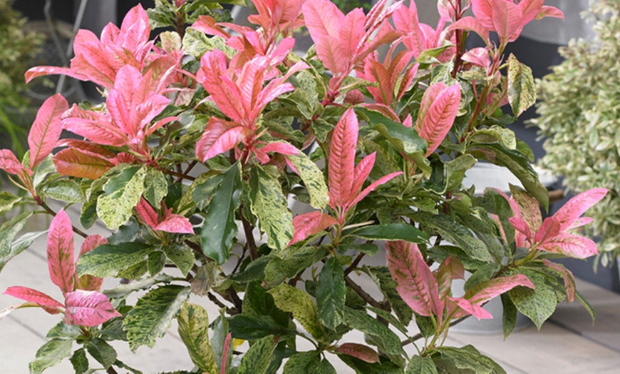 Image 1: 1, 2 o 3 arbustos Photinia serratifolia 