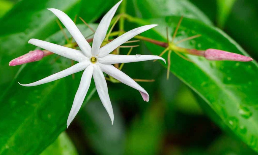 Image 3: One, Three or Five Angel Wings Jasmine Potted Plants