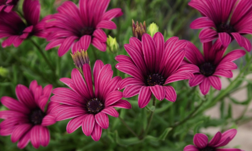 Image 2: Osteospermum Hardy Snow Pixie, Tresco Purple or Collection