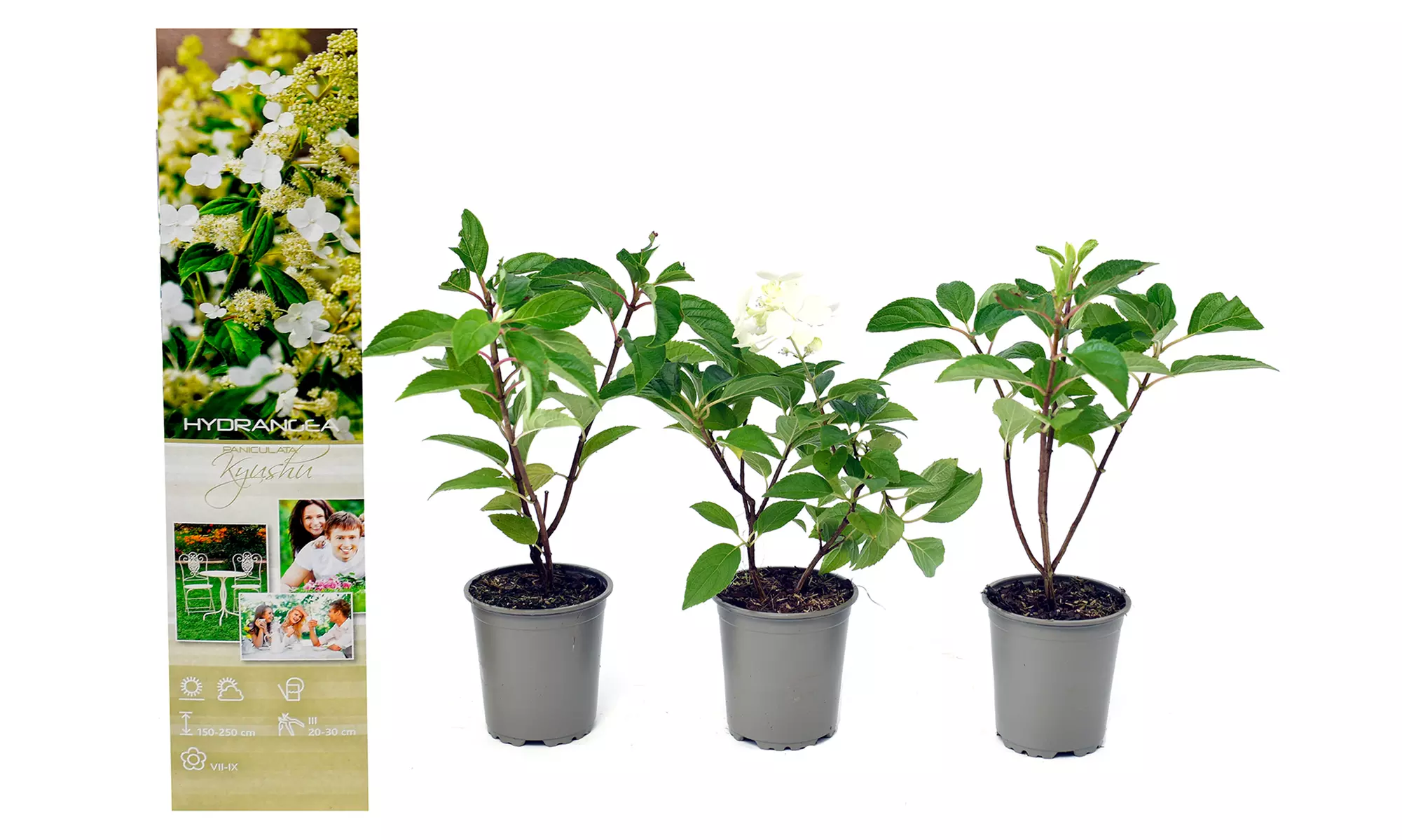 3x oder 6x Hortensien