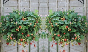 5, 10 or 20 'Just add Cream' Strawberry Jumbo Plug Plants