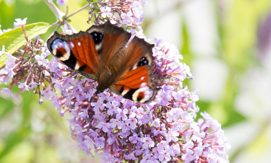 Image 6: Arbuste Buddleia Wisteria Lane