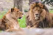 Save Up to 17% Off on Digital Animal Adoption + Entry & Safari at Port Lympne Reserve – Support Wildlife Conservation - Image 3