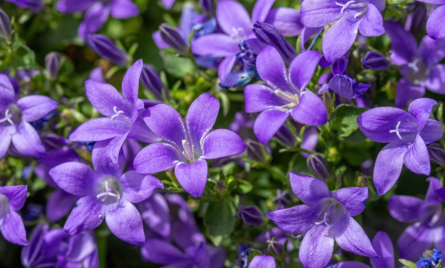 One, Three or Five Campanula Mrs Resholt Plants | Groupon