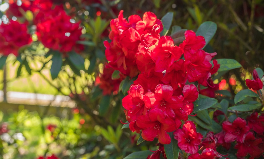 Image 5: XL Rhododendron-struik(en)