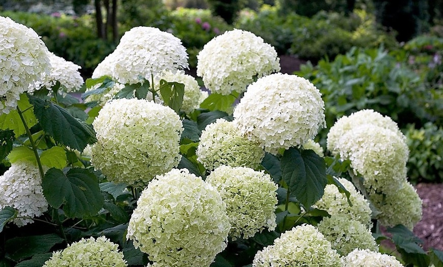 Image 2: Plante Hortensia Strong Annabelle