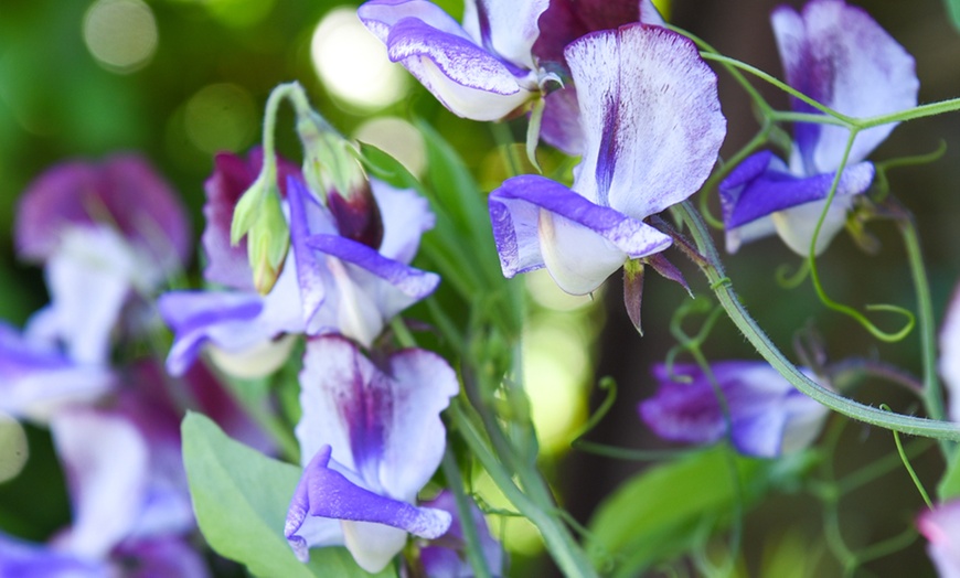 Image 5: Sweet Pea Three Times As Sweet Plugs