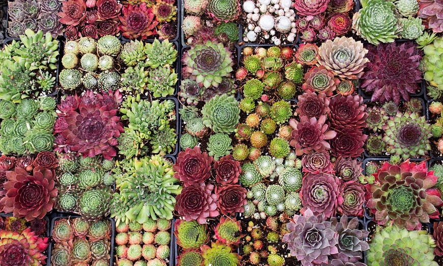 Image 1: Set de plantes Sempervivum