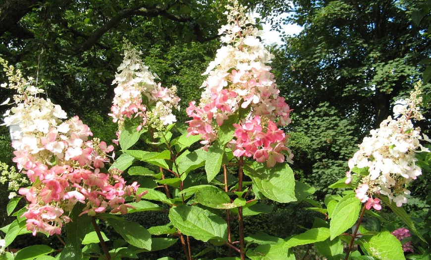 Image 2: Hortensia Paniculata-plant