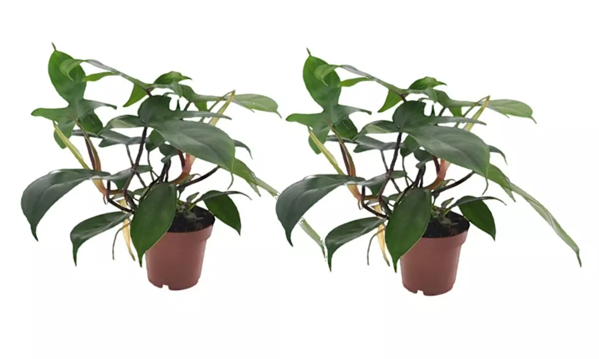 1 o 2 plantas de Filodendro Verde de Florida - Second Medium