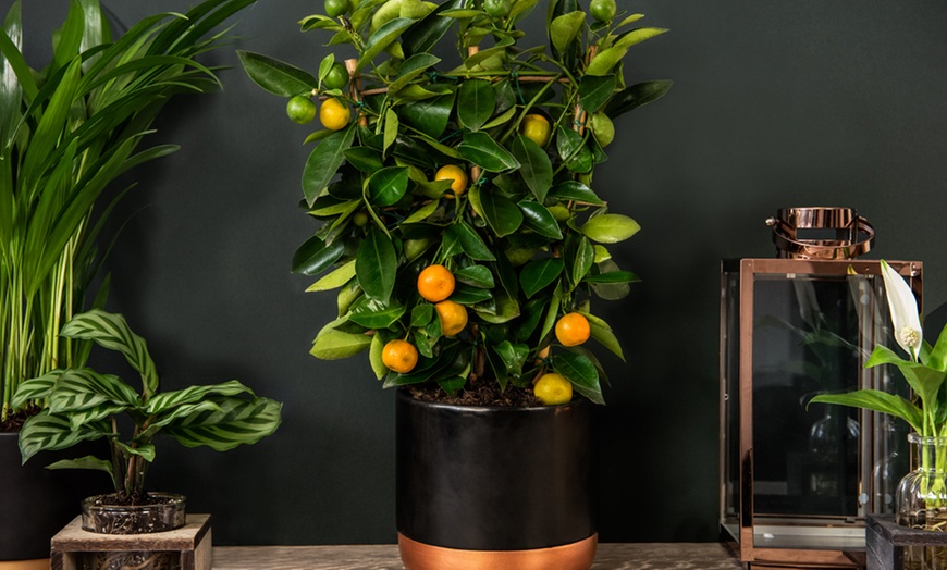 Image 13: Potted Citrus Fruit Plant