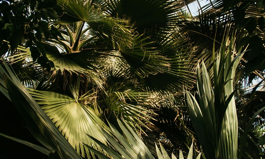 Image 4: 1 ou 2 plants de Chamaerops Humilis de OH2