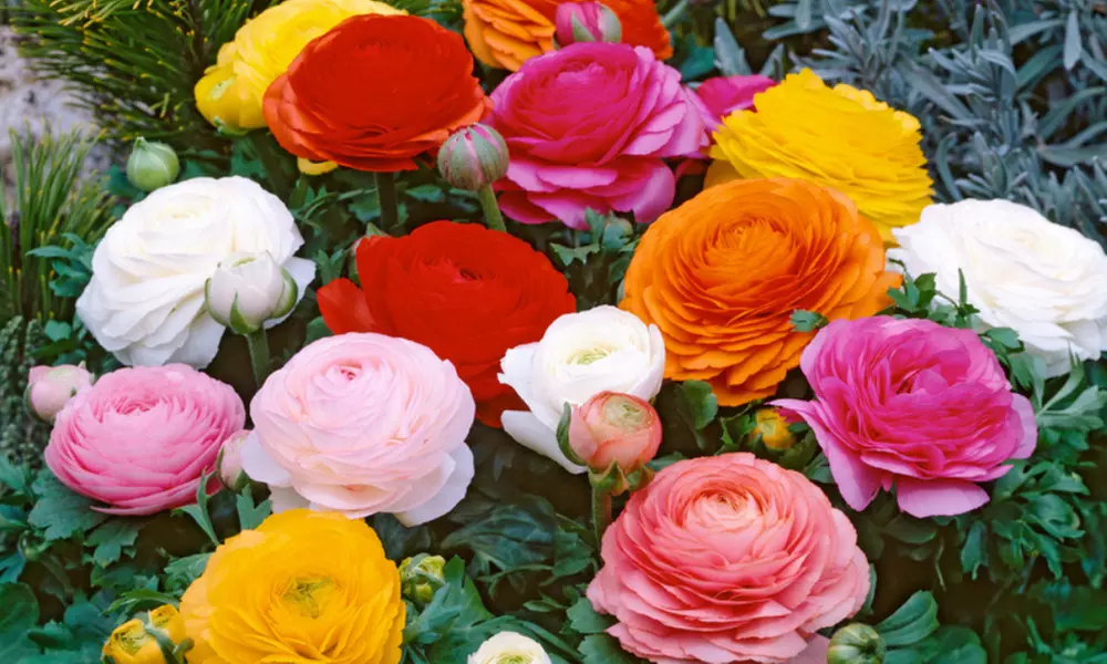 80er-Set Hahnenfuß-Blumenzwiebel - Primary Image