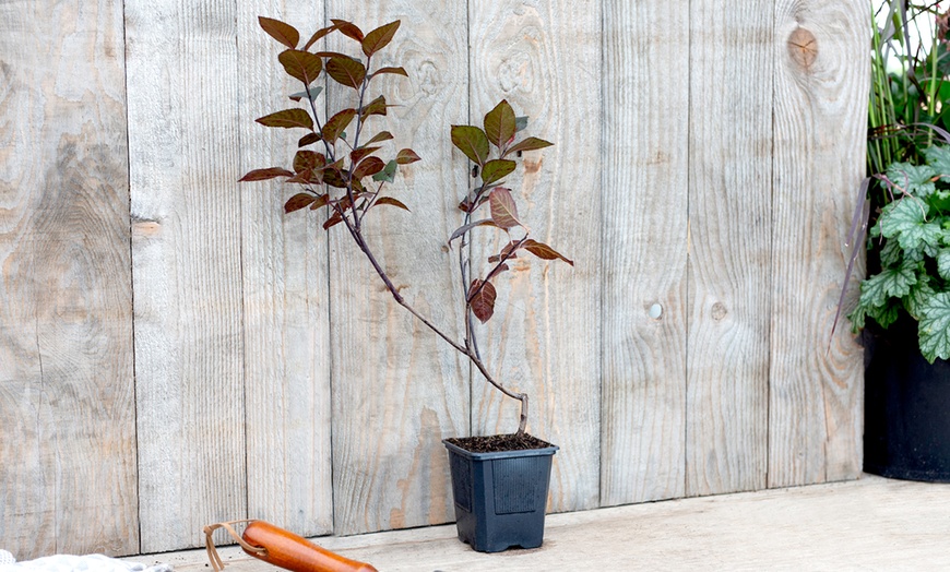 Image 2: Black Cherry Plum Plant