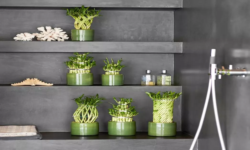 6 ou 12 plantes de bambou porte-bonheur