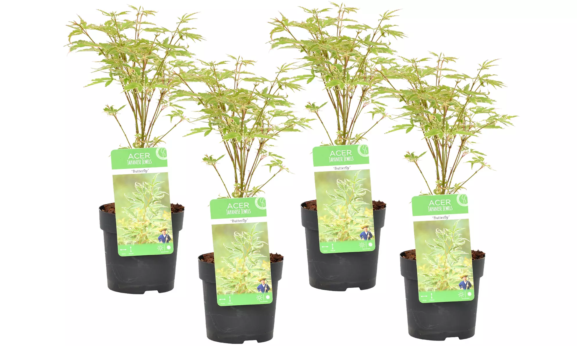 Set de 4 érables du Japon