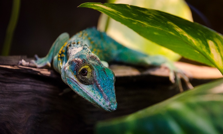 Image 8: Bilet do wrocławskiego ZOO wraz z Afrykarium 