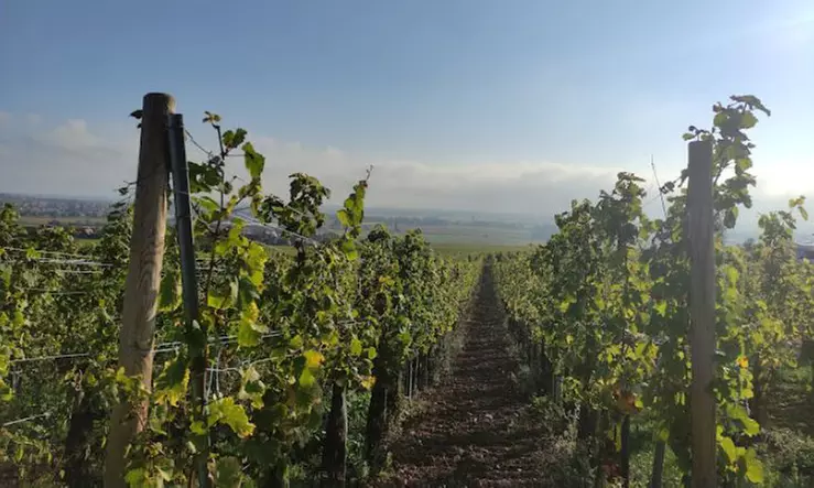 Dans l'univers envoûtant du vin : session d'œnologie à 2 ou à 4