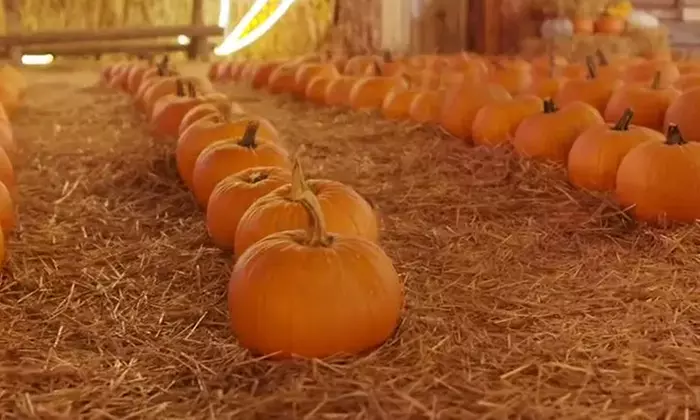 Admission to the Largest & Biggest Fall Festival in Downtown Chicago