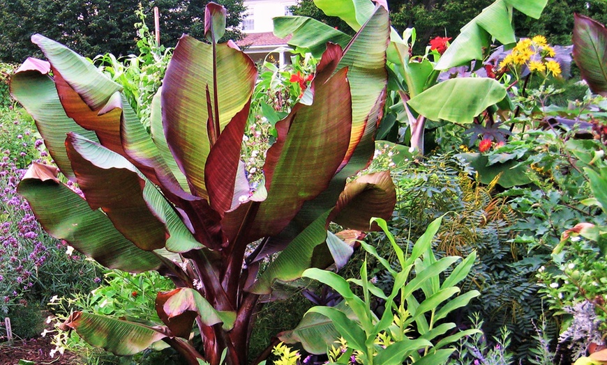 Image 1: Musa Ensete Maurelli-plant