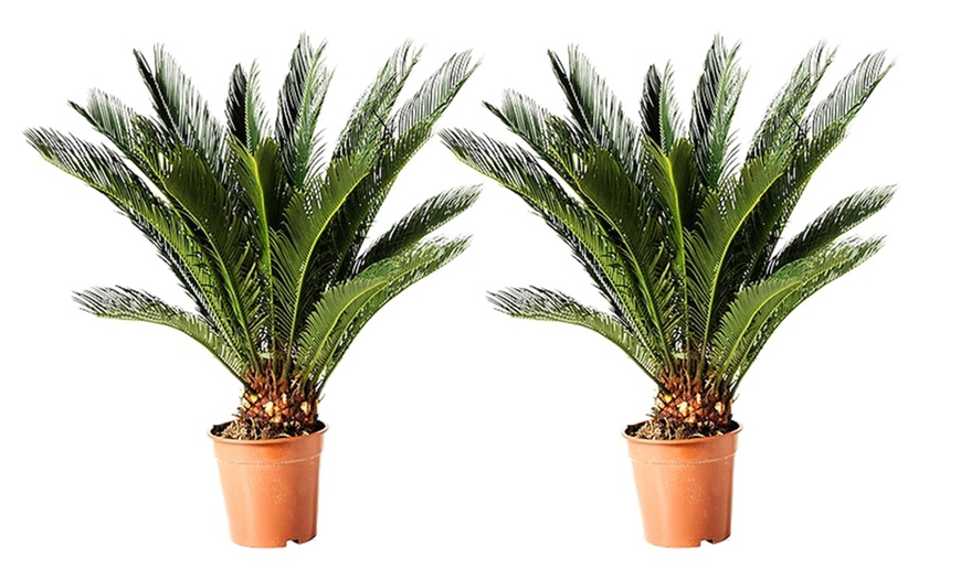 Image 5: Lot de 2 palmiers cycas