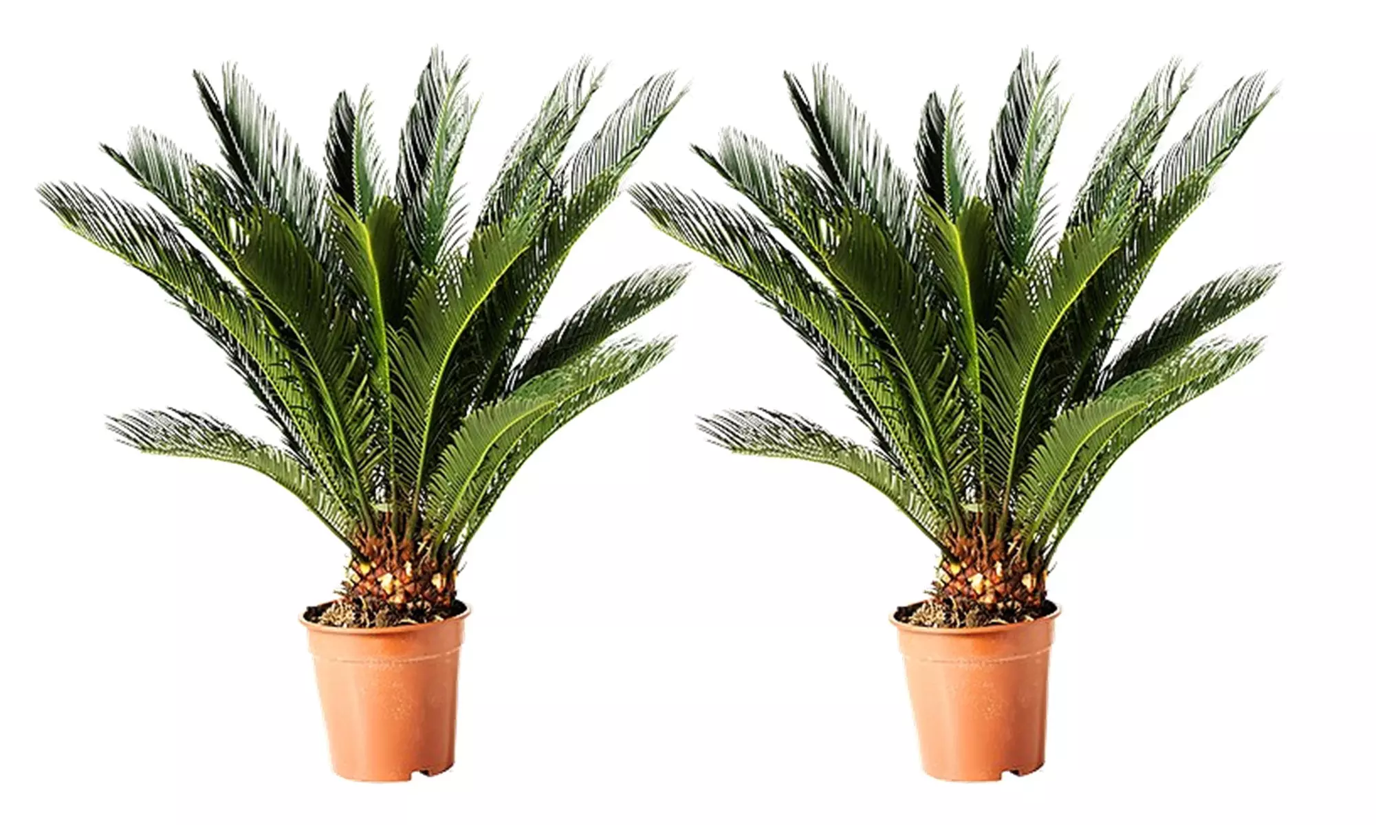Lot de 2 palmiers cycas