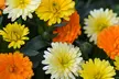 Five or Ten Plants of Calendula 'Power Daisy' Collection - Image 3