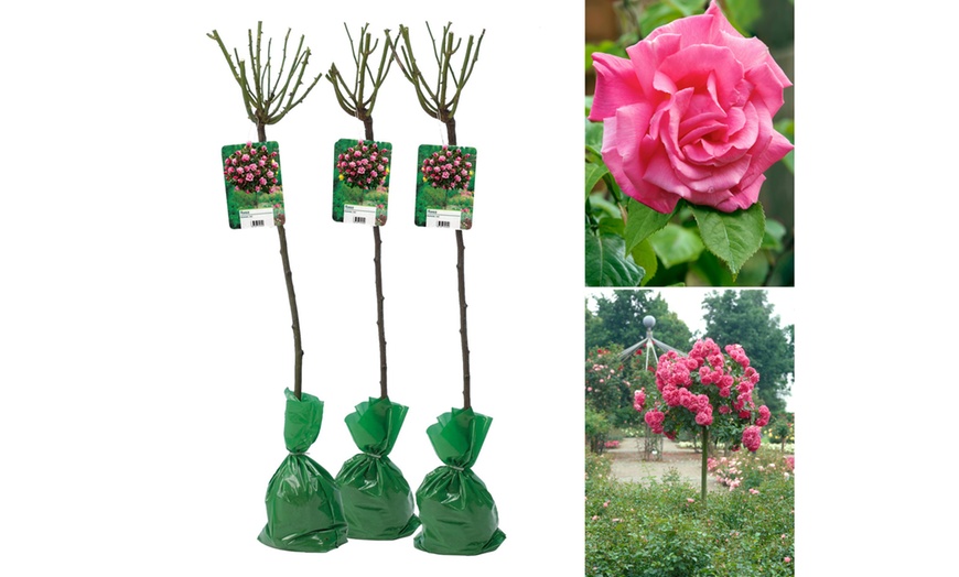 Image 4: Semis de buissons de roses XXL dans divers coloris