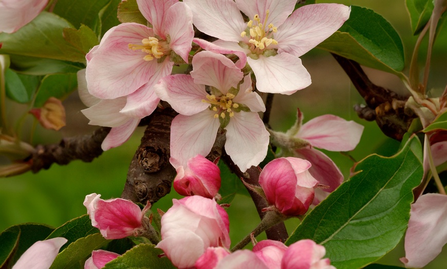 Image 13: Fruitbomen voor in de tuin van Rootz