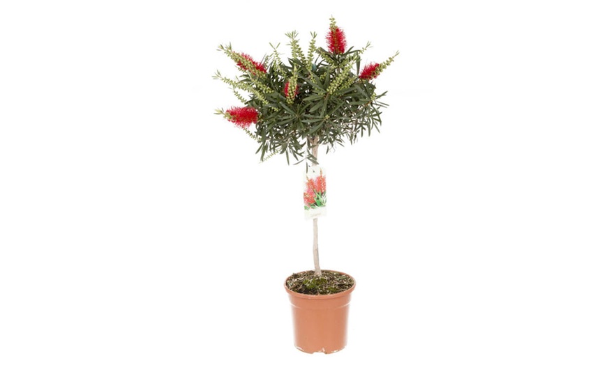 Image 9: One or Two Callistemon Bottlebrush, Lemon-Scented Lollipop Trees