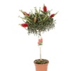 Image 9: One or Two Callistemon Bottlebrush, Lemon-Scented Lollipop Trees
