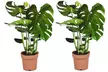1 ou 2 plants de Monstera 'Deliciosa' 60-70 cm, livrés en pot - Second Medium