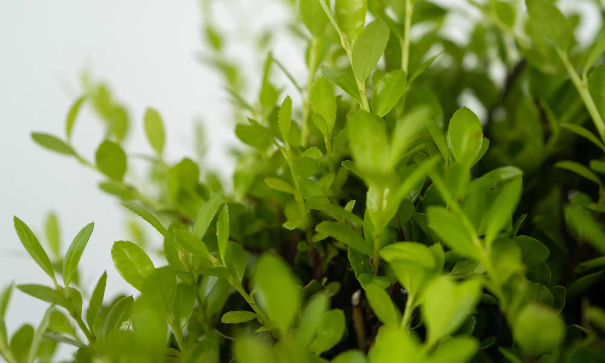 Houx Ilex Crenata de Rootz