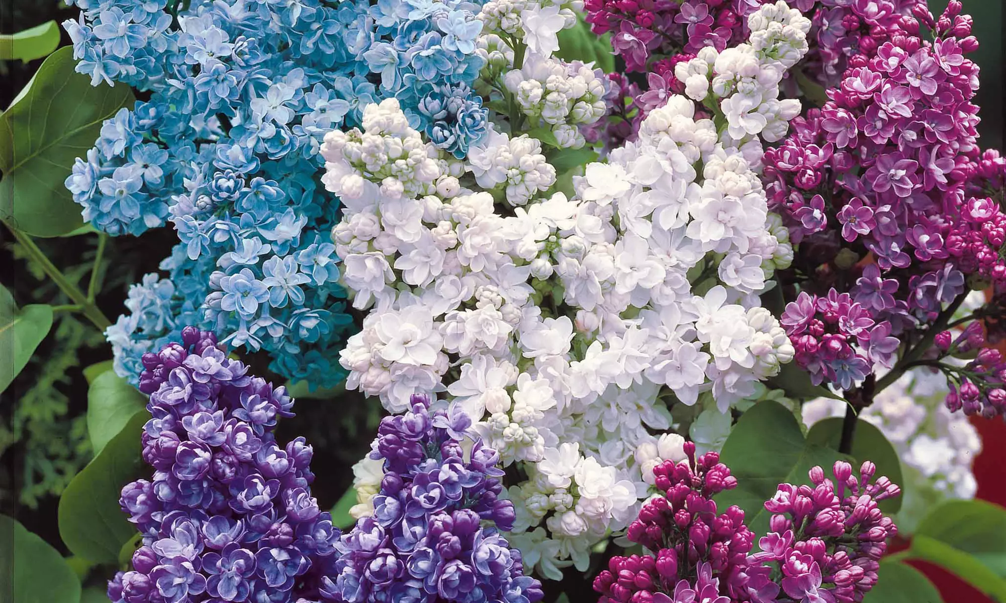 4 ou 8 Lilas doubles (bleu + rouge + lilas + blanc) - Primary Image