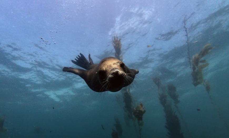 Image 3: Up to 34% Off Epic San Diego SCUBA Diving Excursions