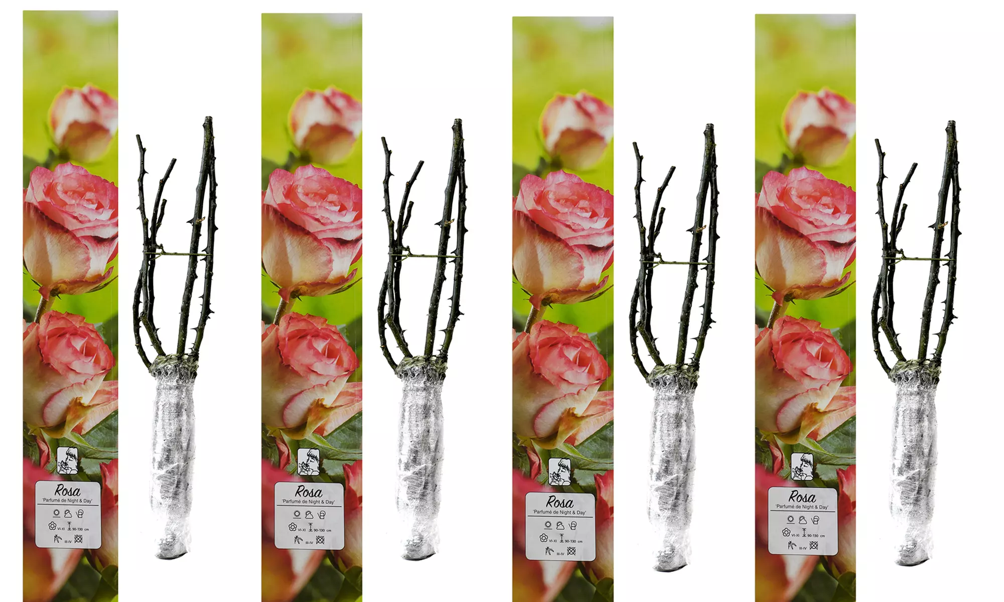 Ensembles de 4 roses de jardin parfumées à grandes fleurs