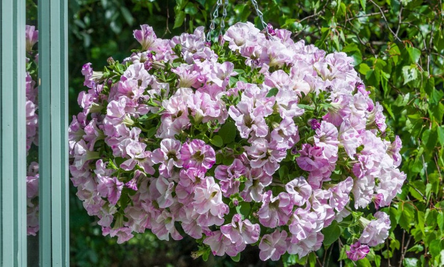 Petunia 'Bridal Blush' - 5, 10 or 20 Plants | Groupon