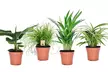 4er-Set haustierfreundliche Zimmerpflanzen: Bananenpflanze, Goldfruchtpalme, Katzengras und Grünlilie, inkl. Versand - Second Medium