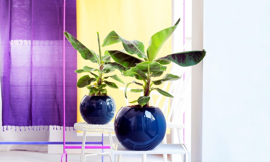 Image 4: Indoor Banana Trees