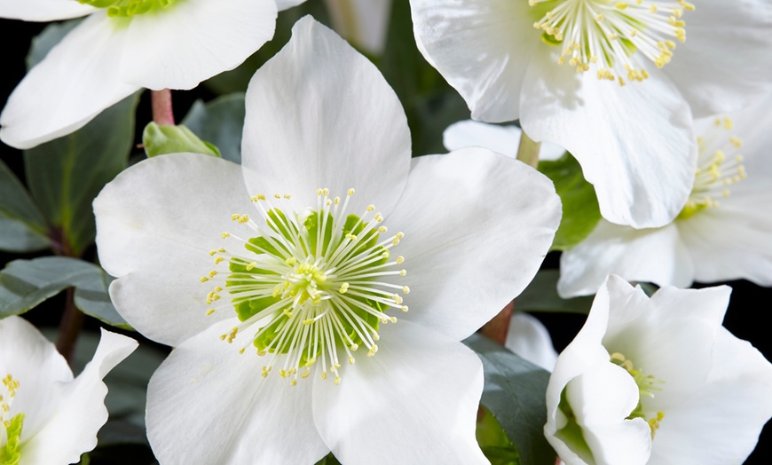 Image 2: Set de 3 ou 6 Hellébores "Christmas Carol" à floraison hivernale