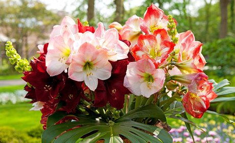 Amaryllis Spring Flower Bulb Mixed Collection