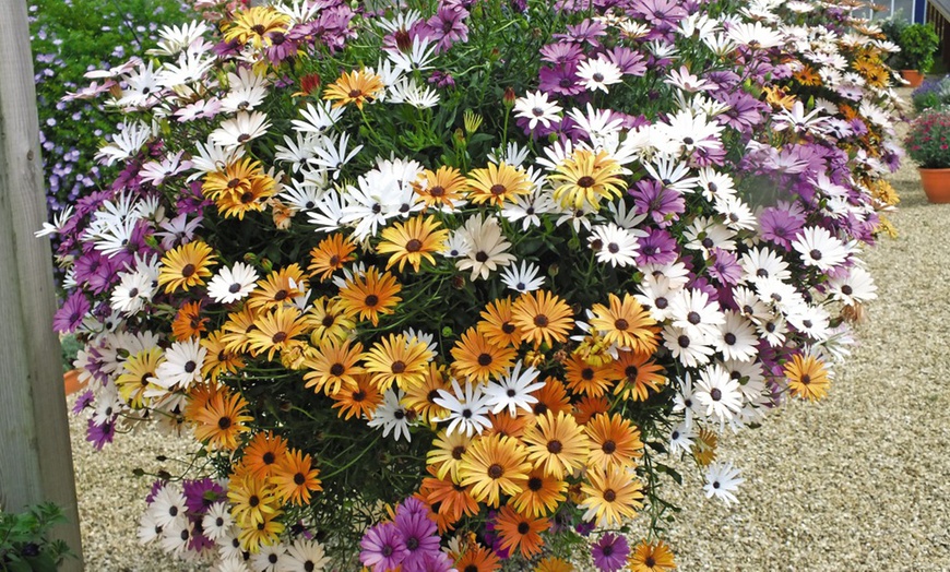 Image 1: 5, 10 or 20 Trailing Daisy Osteospermum Falling Stars Plug Plants