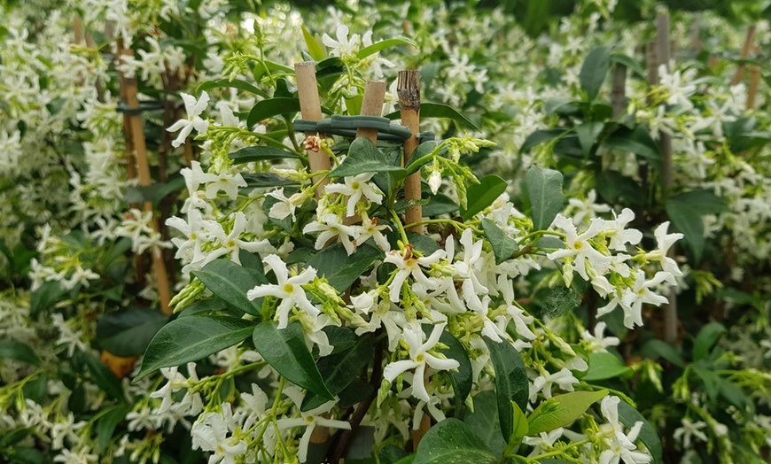 Image 2: 3 ou 6 plants de jasmin toscan blanc 25-40 cm