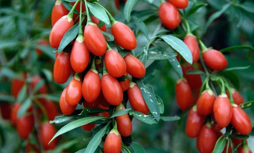 Image 2: Plants de baies de goji OH2