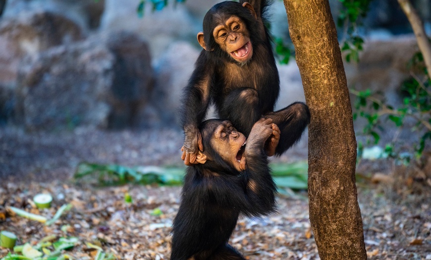 Image 22: ¡Descubre la aventura salvaje en Loro Parque!