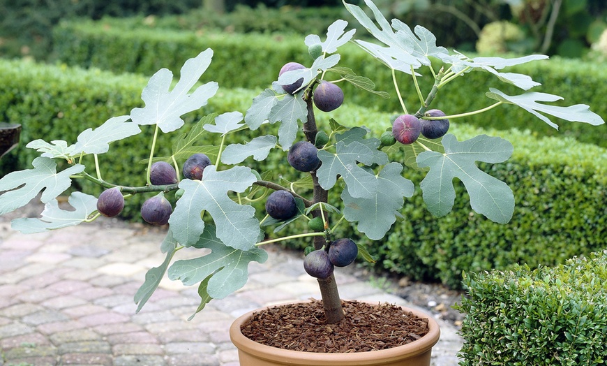 Image 8: Mediterranean Fruit Trees