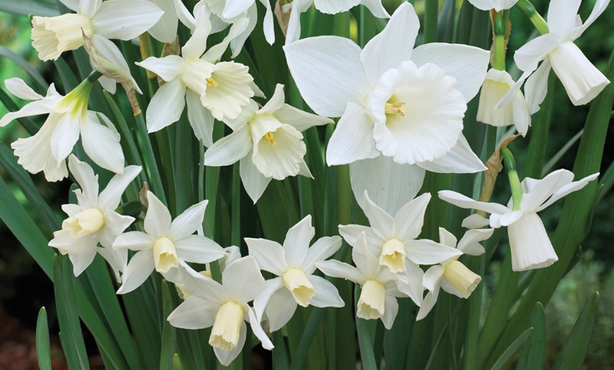 Image 3: Up to 40 Bulbs of Daffodil White Diamonds Mixture