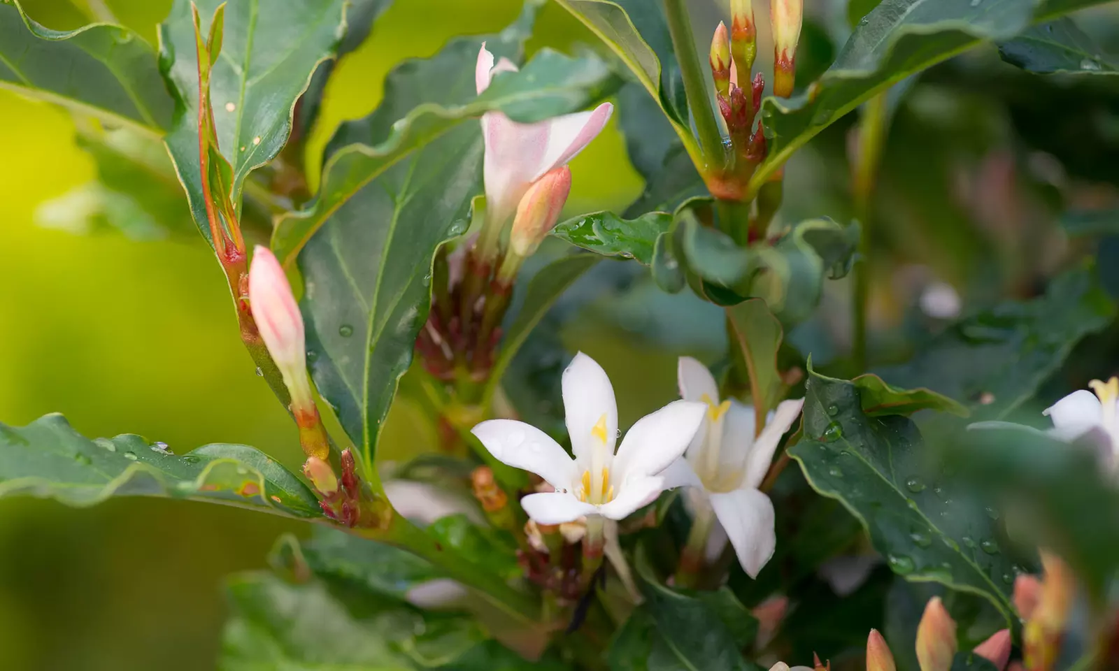 Sweetly Fragrant African Gardenia Plant (6") - Second Medium