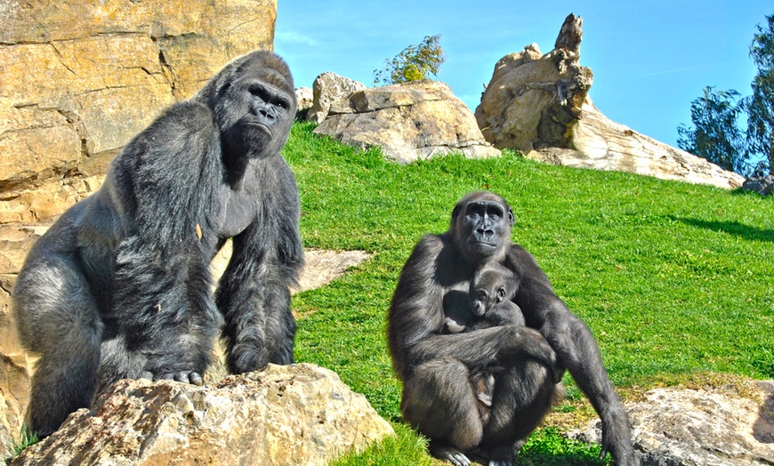 Image 3: ¡Descubre la selva en la ciudad en Bioparc Valencia!